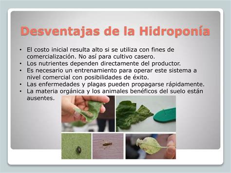 Hidroponia Ppt