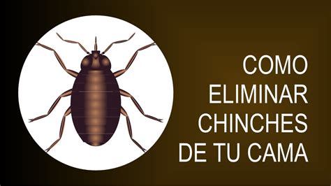 Como Eliminar Para Siempre Los Chinches De Tu Cama Con Remedios Caseros Youtube