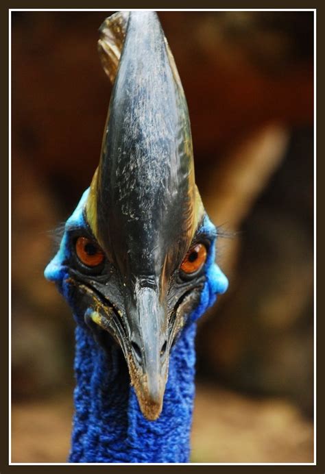 Cassowary World S Most Dangerous Bird A Photo On Flickriver