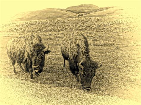 Vintage Great Buffalo On The Plains Photograph By Dan Sproul