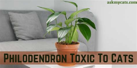 Are Philodendron Toxic To Cats How To Treat Philodendron Poisoning In Cats