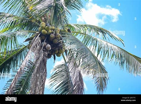 Coconut Fruit Hang On The Coconut Tree In The Summer Coconut Palm Tree