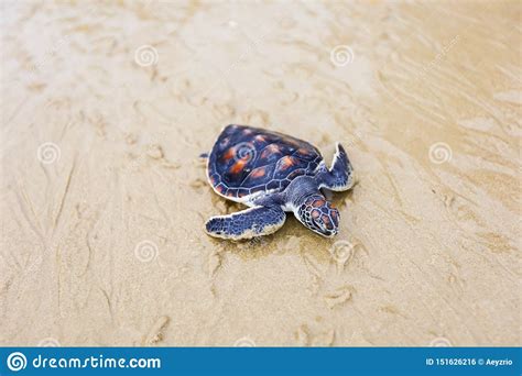 Conservaci N Foto De Archivo Imagen De Playa Tailandia 151626216