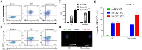 Uptake Of Fitc Dextran And Necrotic Lung Cancer Cells By Infdcs And Download Scientific Diagram