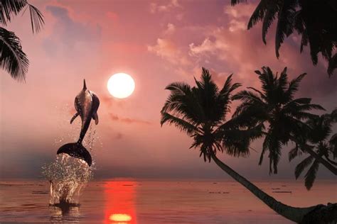 Beautiful Dolphin Jumping From Shining Water — Stock Photo © Vitaliy