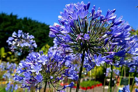 Agapanthus Blue | Lakeside Plants & Nursery