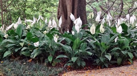 Saiba cultivar o Lírio da paz Spathiphyllum wallisii PlantaSonya