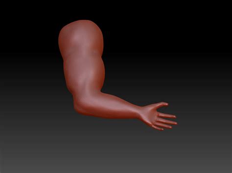 Human Arm 3d Model