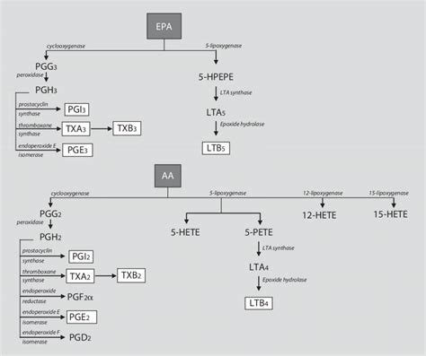 Overview Of Eicosanoid Biosynthetic Pathways Aa Arachidonic Acid