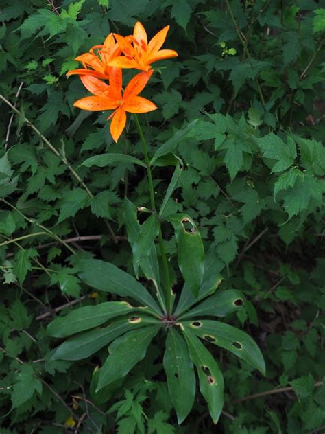 Lilium Tsingtauense Gilg Plants Of The World Online Kew Science