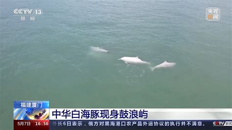 多只中华白海豚现身福建厦门鼓浪屿