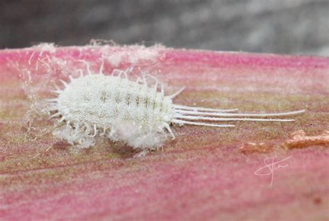 Long Tailed Mealybug From Sarmiento Buenos Aires Ciudad Autonoma De