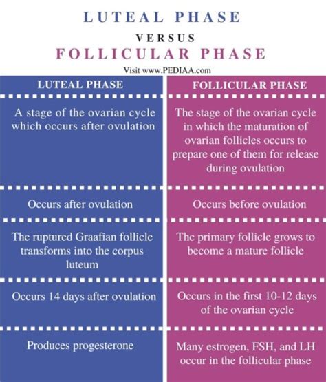 What Is The Difference Between Luteal Phase And Follicular Phase
