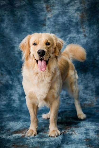 Premium Photo Golden Dog