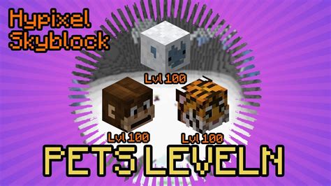 SCHNELL PETS LEVELN Hypixel Skyblock Deutsch Multidissimo YouTube