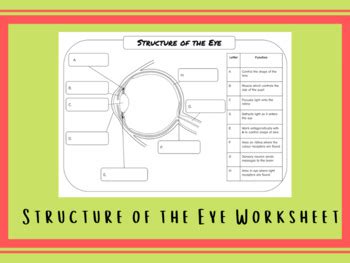 Structure of the Eye Worksheet (to label) by learnwithlaura | TPT