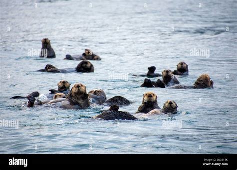 A raft of sea otters floats in kelp in Kachemak Bay, near Homer, Alaska ...