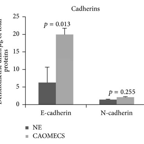 Western Blot Analysis Of E Cadherin And N Cadherin A Beta Catenin