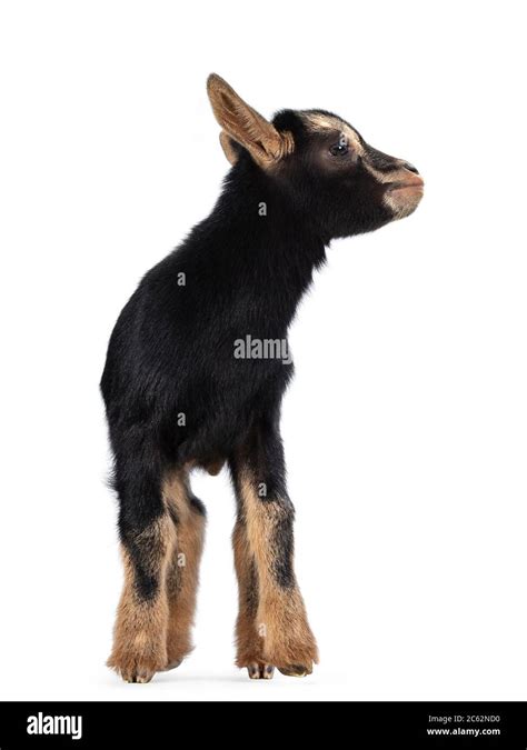 Cute Black Brown Baby Pygmy Goat With Navel Cord Standing Facing Front