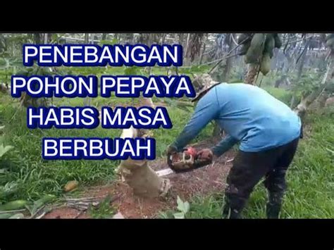 Penebangan Pohon Pepaya Yg Sudah Tua Habis Masa Berbuah Youtube