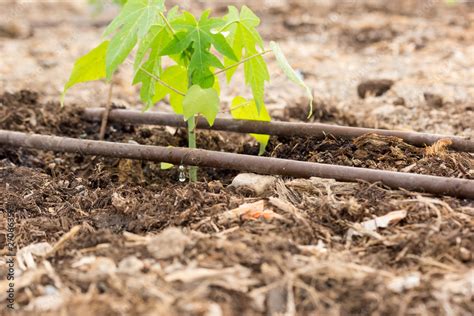 riego por goteo de plántulas de papaya foto de Stock Adobe Stock