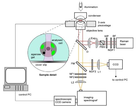 Schematic Diagram Of The Experimental Setup For Raman Download