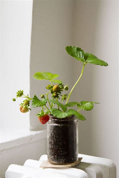 Inspiring Strawberry Planting Ideas In Tiny Space Housetodecor