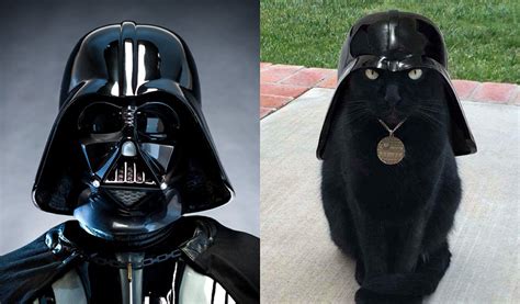 Star Wars Cats Final Darth Vader Catgazette