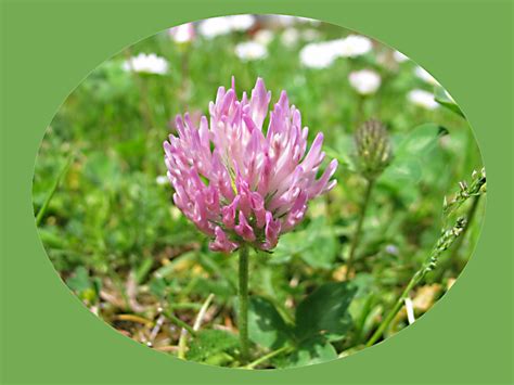 Der Wiesen Klee Trifolium Wird Auch Rotklee Genannt