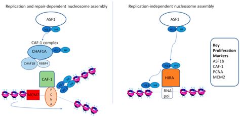 A simplified model of key histone chaperones and proliferation markers ...