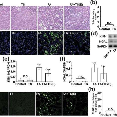 Early Tanshinone Iia Treatment Attenuates Folic Acid Induced Kidney