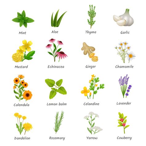 Nombres De Las Plantas Medicinales Image To U