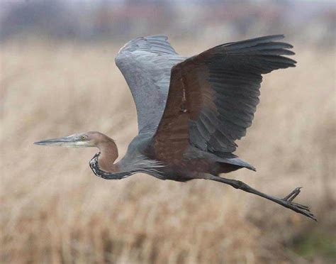 Goliath Heron Profile Traits Call Diet Habitat Breeding