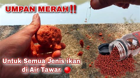 UMPAN MERAH Cara Membuat Racing Umpan Untuk Segala Jenis Ikan Di Air