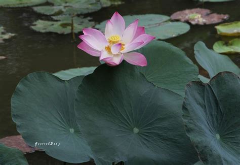 A Pink And White Lotus Flower Sitting On Top Of A Green Leafy Plant