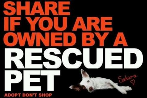 15 Best Pet Rescue Memes Images On Pinterest Animal Rescue Rescue