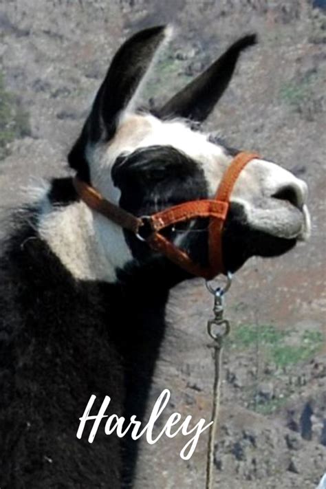 Pack Llamas You May Have Met On The Trail Wallowa Llamas Trek Eastern