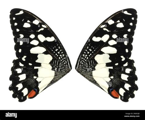 Butterfly Wings Isolated On White Background Stock Photo Alamy