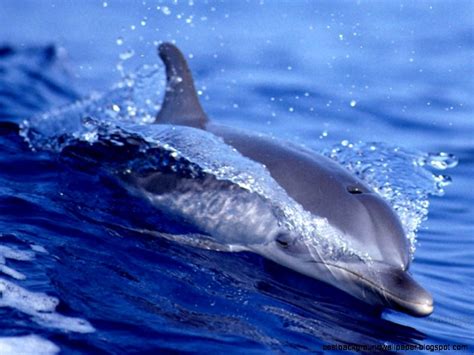 Free Animated Dolphin Wallpaper Desktop - WallpaperSafari