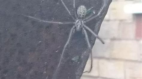Sex Crazed Spiders Looking For Love Set To Invade Your Home Gloucestershire Live