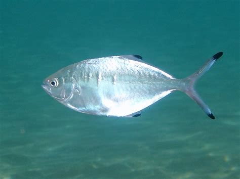 worms world register  marine species