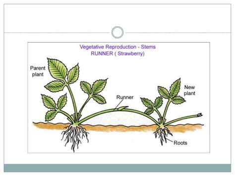 Asexual Reproduction Of A Flowering Plant