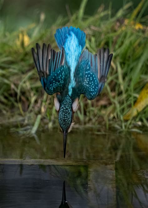 Common Kingfisher Owen Deutsch Photography