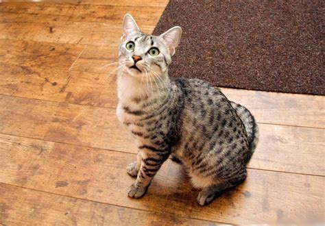 кот египетский мау | Tiere, Katzen, Ägyptische mau