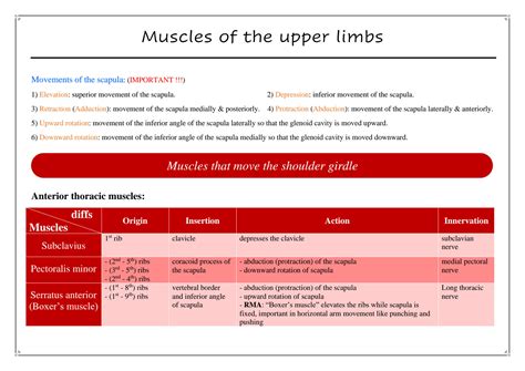 Solution Muscles Of The Upper Limbs Colored Studypool