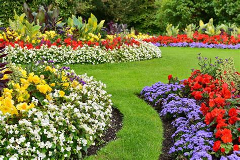beautiful garden   flourishing array  plants