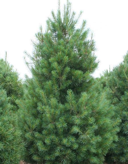 Eastern White Pine Trees For Sale