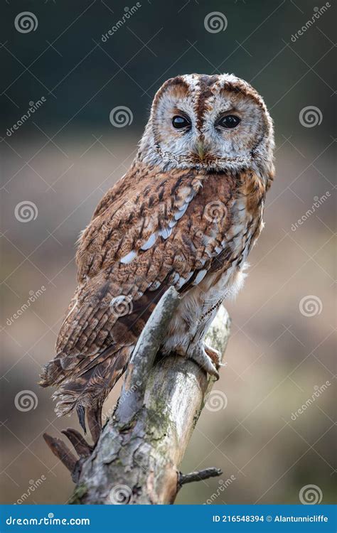 Portrait Of A Tawny Owl Strix Aluco Royalty Free Stock Image