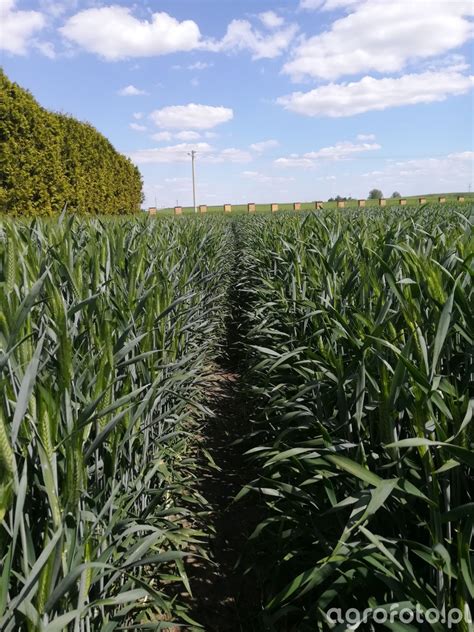 Panteon - zdjęcie, fotka, foto numer: 728936 - Galeria rolnicza agrofoto