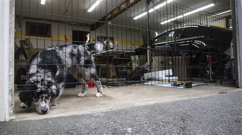 Garage Door Dog Gate Atelier Yuwaciaojp